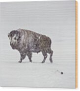 Buffalo In Yellowstone Winter Wood Print