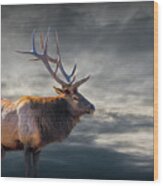 Bull Elk In Yellowstone National Park Wood Print