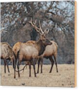 Bull Elk Woolaroc Oklahoma Wood Print
