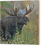 Bull Moose Calling Wood Print