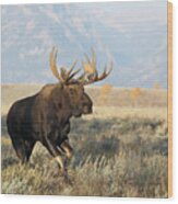 Bull Moose In Action Wood Print