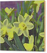 Bunch Of Daffodils Wood Print