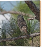 Burrowing Owl In Tree Looking Straight Wood Print