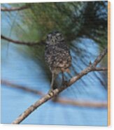 Burrowing Owl On Limb Staring Wood Print