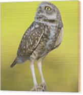 Burrowing Owl. Wood Print