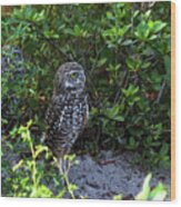 Burrowing Owls At Guard Wood Print