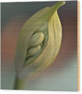 Burst Of Pod As Buds Relief - Birthday For New Flowers, White Agapanthus Wood Print