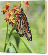 Butterflies And Flowers West Martello Tower Key West Garden Club Key West Florida Wood Print