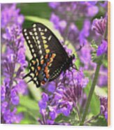 Butterfly - American Swallowtail On Kit Cat Flowers Wood Print