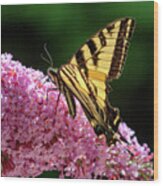 Butterfly On Buddleia Wood Print