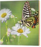 Butterfly On Daisy Wood Print