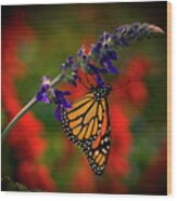 Butterfly On Purple Flower Wood Print