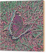 Butterfly Pause Wood Print