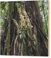 Buttress Root In Tropical Rainforest, Borneo, Malaysia Wood Print