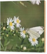 Cabbage Butterfly On Wildflowers Wood Print