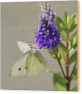 Cabbage White Butterfly Eyes Wood Print