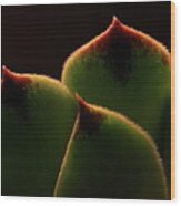 Cactus 9609 Wood Print
