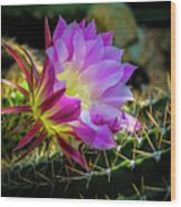 Cactus Flower Wood Print