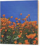 California Poppies At Walker Canyon In Lake Elsinore, California Wood Print