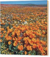 California Poppies Desert Dandelions California Wood Print