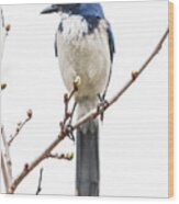 California Scrub Jay Wood Print