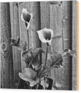 Calla Lilies Black And White Wood Print