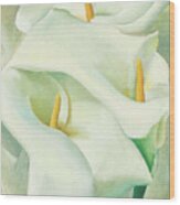 Calla Lilies - Modernist Flower Painting Wood Print