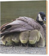 Canada Goose Goslings Taking Shelter Under Mom's Wing Wood Print