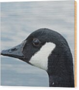 Canada Goose Head Up Close Wood Print