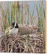 Canada Goose With Chicks Wood Print