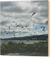 Canada, New Brunswick, Campbellton, Flock Of Seagulls Flying Wood Print