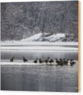 Canadian Geese Gathering Wood Print