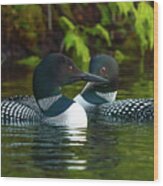 Canadian Loons 12 Wood Print
