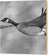 Candian Goose Flying Wood Print