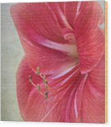 Candy Cane Flower Wood Print