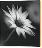 Cape Daisy Bw Wood Print