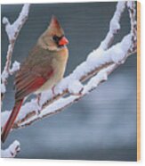 Cardinal On A Snowy Winter Late Afternoon Wood Print