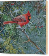 Cardinal Wood Print