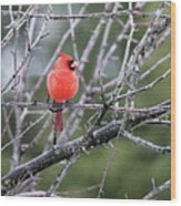 Cardinal Watching Over His Flock Wood Print