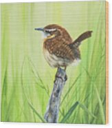 Carolina Wren Wood Print