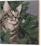 Cat In A Christmas Tree Wood Print