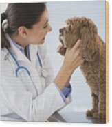 Caucasian Veterinarian Checking Mouth Of Dog Wood Print