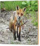 Cautious But Curious Red Fox Portrait Wood Print