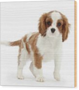 Cavalier King Charles Spaniel Pup Wood Print