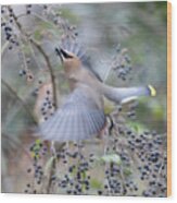 Cedar Waxwing Takes Off Wood Print