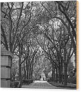 Charleston Waterfront Park Walkway, S.c, Black And White. Wood Print