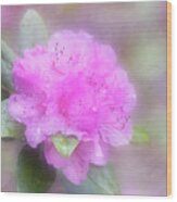 Charmiing And Sassy Olga Mezitt  Rhododendron Wood Print