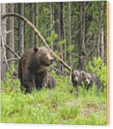 Charting The Course - Grizzly 399 With Her Four Cubs Wood Print