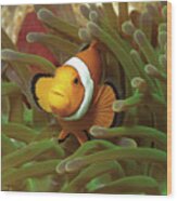 Cheeky Nemo - Anemonefish - Wood Print