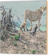 Cheetah Mound Wood Print